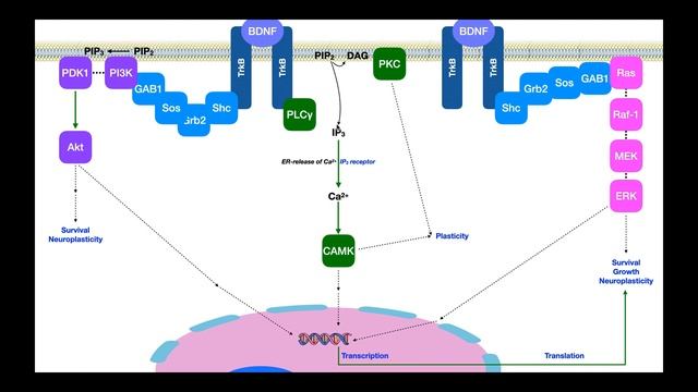 Brain-Derived Neurotrophic Factor (BDNF) | Signaling & Mechanism смотреть онлайн