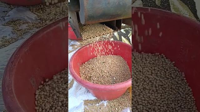 फुले किमया kds753 7kg seed 8 quintal yield soyabean.... harvesting смотреть онлайн
