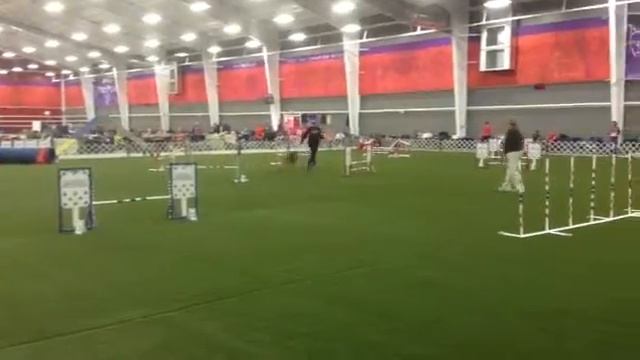 JWW Purina 1/17/15.  Face Plant