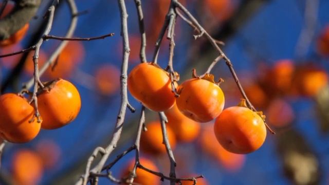 НЕ ЕШЬ ХУРМУ, пока не узнаешь ЭТО! Хурма польза и вред