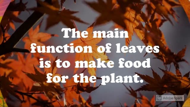 Parts of a Tree | Roots | Crown | Leaves | Branches | Trunk | Bark | Cambium | Fruits | Twigs смотреть онлайн