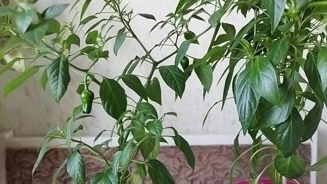 Почему перец не завязывает плодов? Причины осыпания бутонов, цветов и завязей у перца. смотреть онлайн