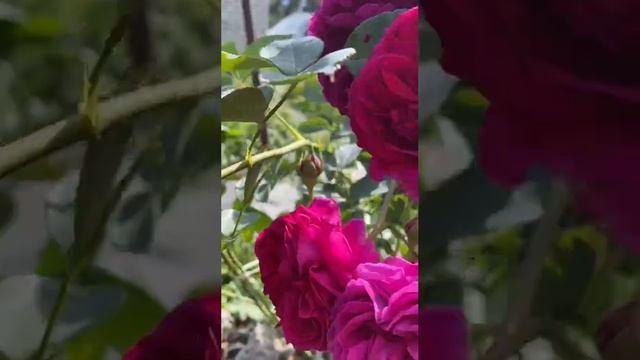 Роза Вильям Шекспир