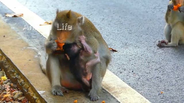 heart broken newborn Ara cry loudly in more hurt cos mom warn hit him to lock milk смотреть онлайн