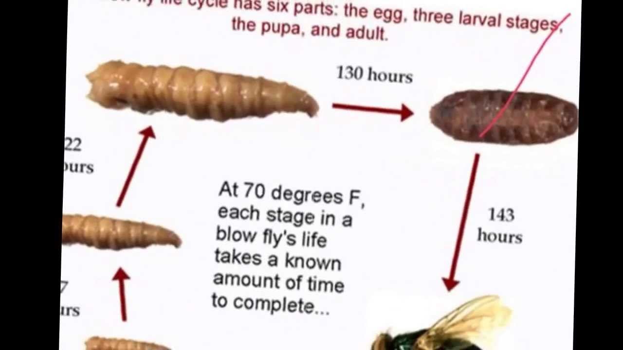 8.1 Entomology Basics смотреть онлайн