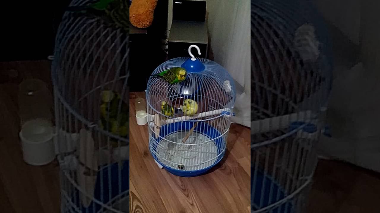 Miam mai loat2 papagali și paco e gelos смотреть онлайн