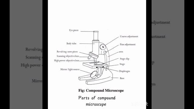 parts of compound microscope.! #motivation #jee #neet #pw #pwians смотреть онлайн