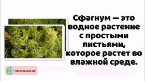 УРОК 5|7 класс. Высшие споровые растения