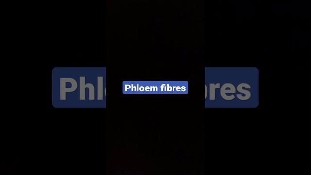 Phloem fibres смотреть онлайн
