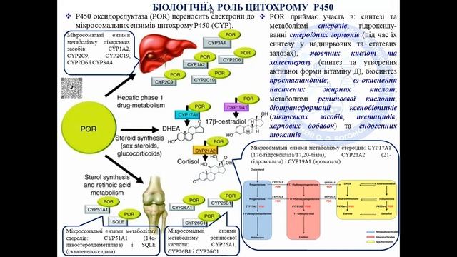 Механізми біотрансформації ксенобіотиків та ендогенних токсинів. Мікросомальне окиснення, цит. Р450 смотреть онлайн