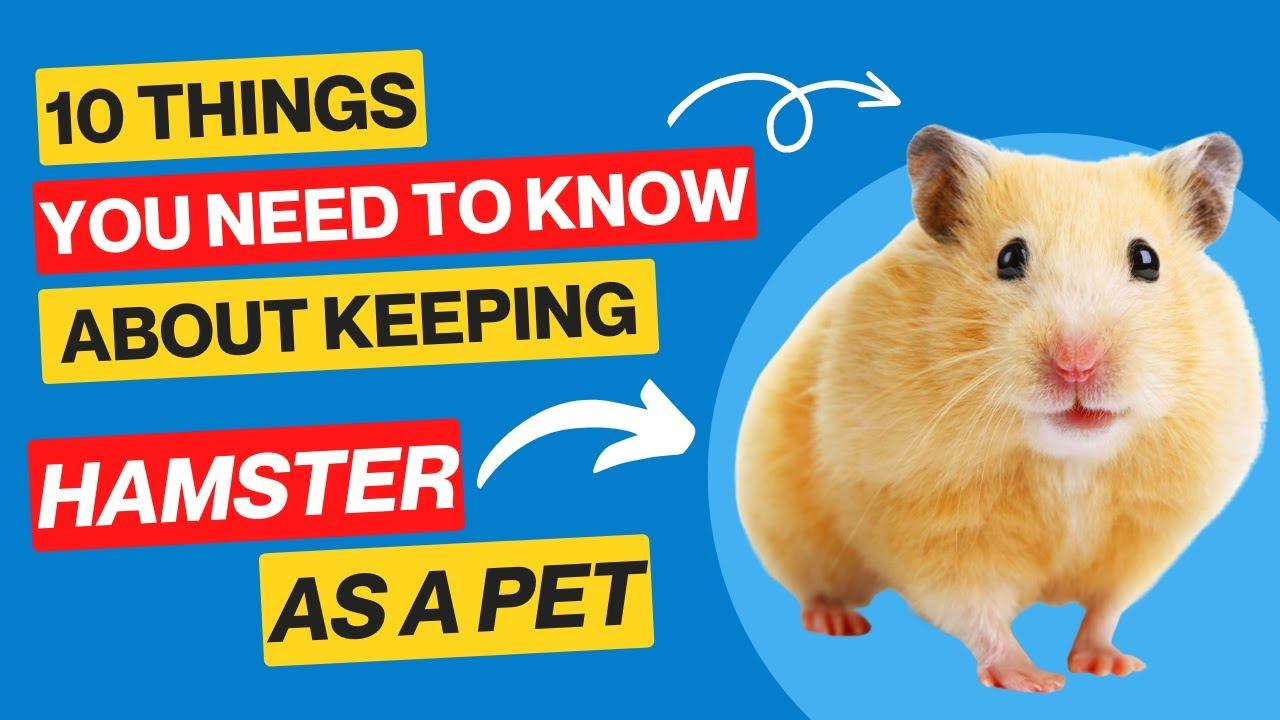 10 Things You Should to Know About Keeping a Hamster as a Pet | Makoree Pedia смотреть онлайн