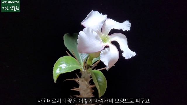 자생지와 다르게 꽃이 피는 백마성 파키포디움 사운데르시(Pachipodium  lealii ssp. saundersii), 겨울 물 주기 смотреть онлайн