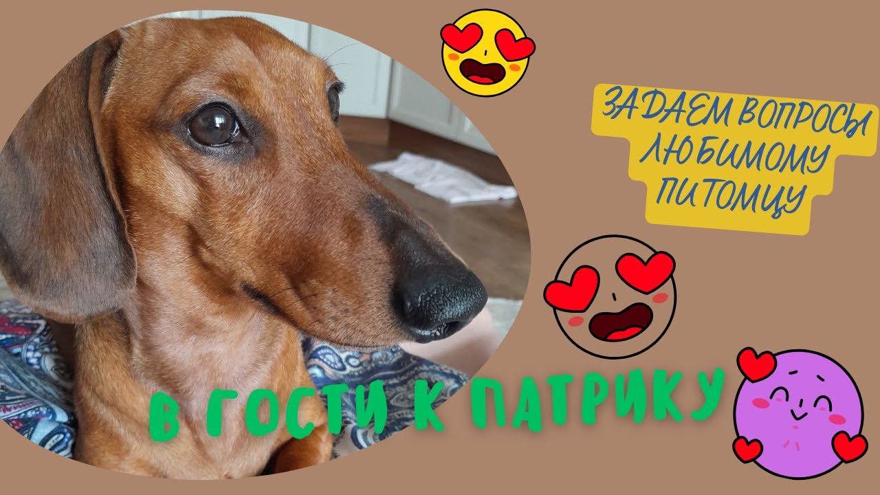 Общение с ВЯ животного -собака Патрик смотреть онлайн
