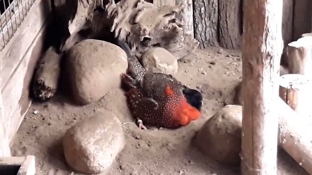 Satyr Tragopan (Tragopan Satyra) Male Taking Dust Bath