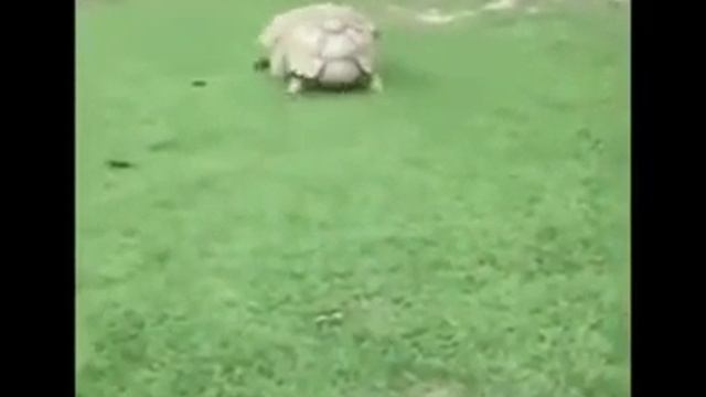 Скаска смотреть онлайн