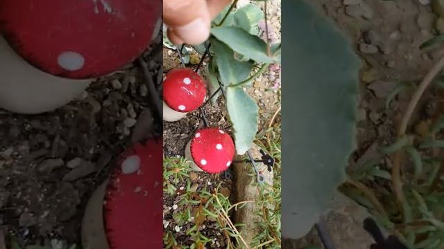 귭 미니 정원 큰꿩의비름 꽃 피었네요. смотреть онлайн