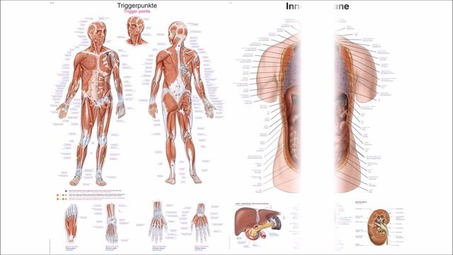 Anatomische Lehrtafeln Erler-Zimmer смотреть онлайн