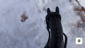 Дикие лошади против домашних | шляйх