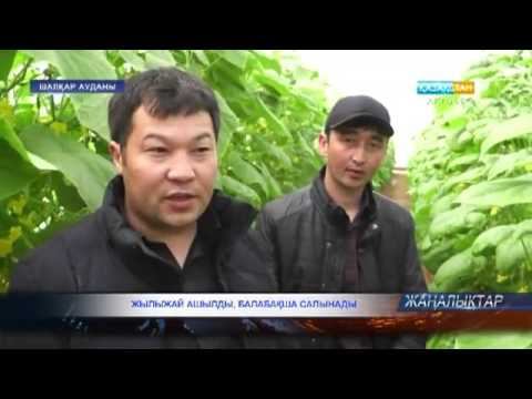 Жылыжай ашылды, балабақша салынады смотреть онлайн