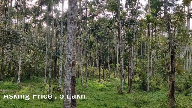 20 cent Cheengod (WAYANAD) @ 5 LAKH смотреть онлайн