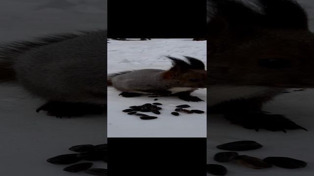 ✩⋆ Утро в лесу