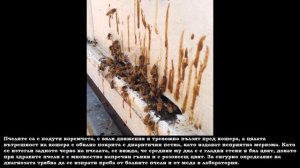 Нозематоза - Особености, профилактика и лечение