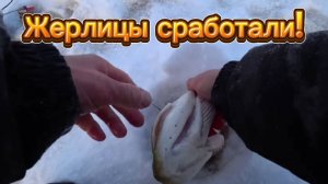Очередной мой трофей! Уехали за дальний Кордон за рыбой. ЖЕРЛИЦЫ.