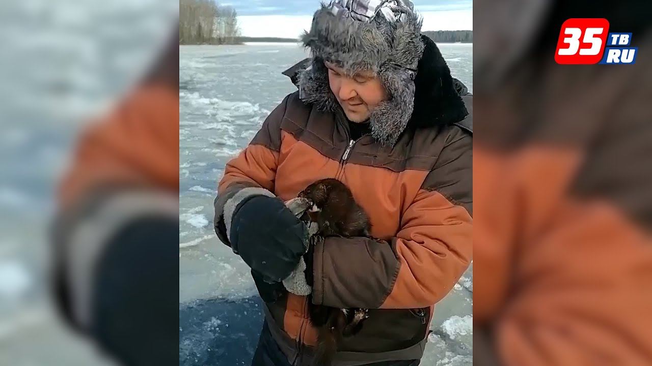 Рыбаки на льду Шексны поймали норку смотреть онлайн
