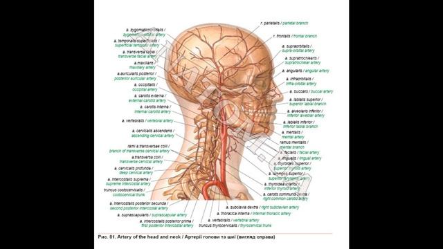 292. Зовнішня сонна артерія. Передня група гілок - AnatomUa - AUDIO смотреть онлайн