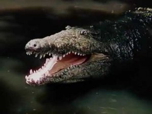 Кино Реальная "История Джунгли" На Реальных событиях.