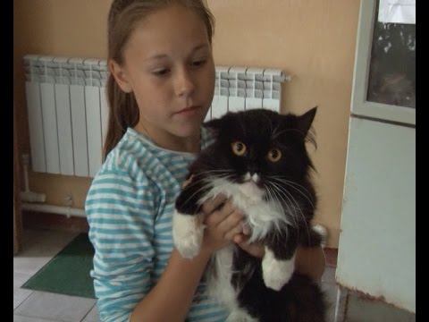 Доктора животных. смотреть онлайн