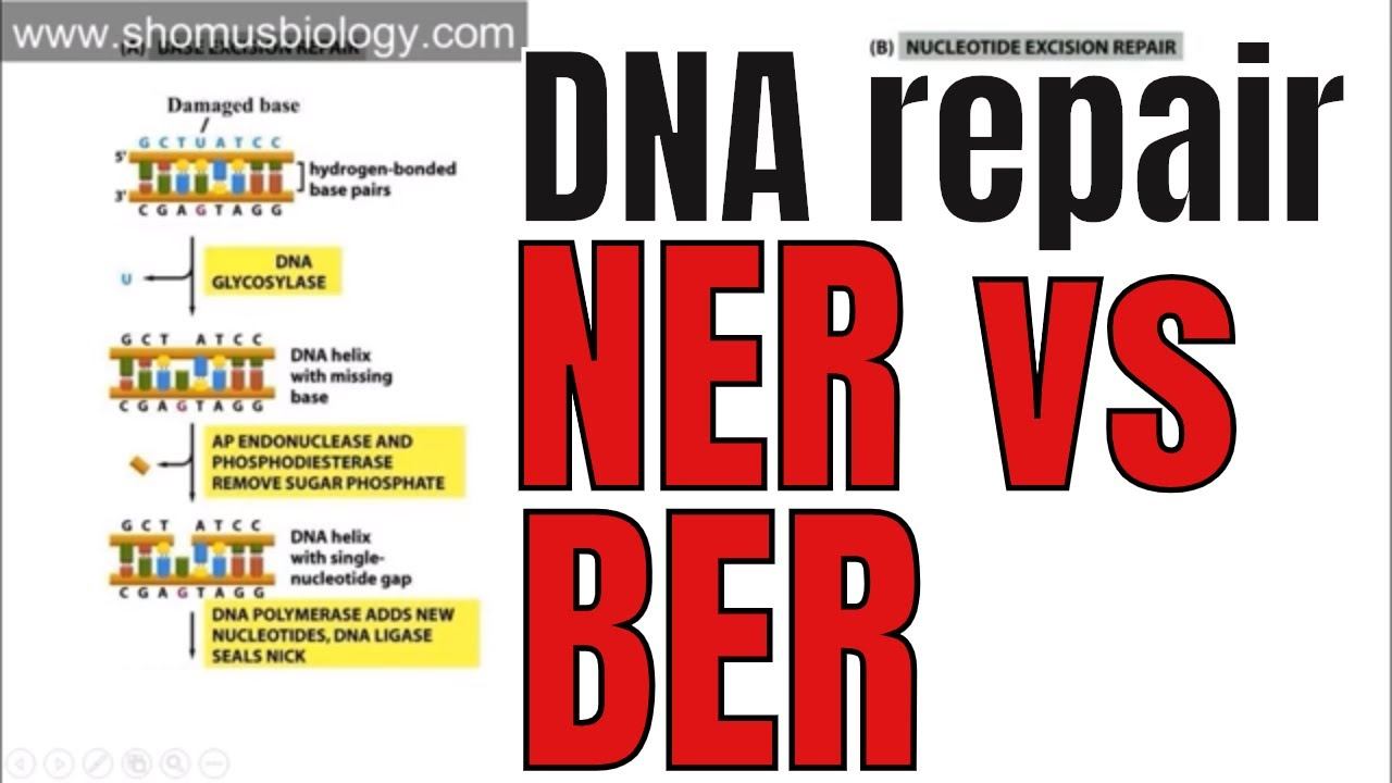 Nucleotide excision repair and Base excision repair смотреть онлайн