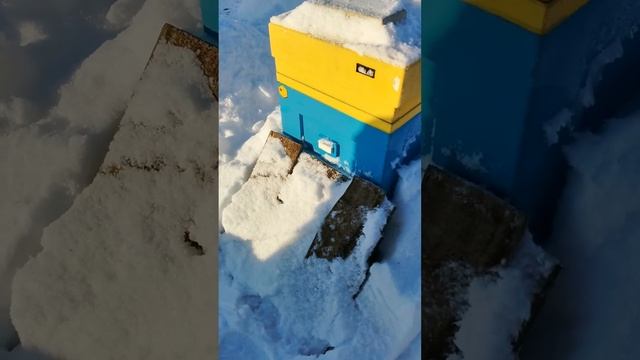 Наша пасека зимой: похрустели снегом, проверили улья