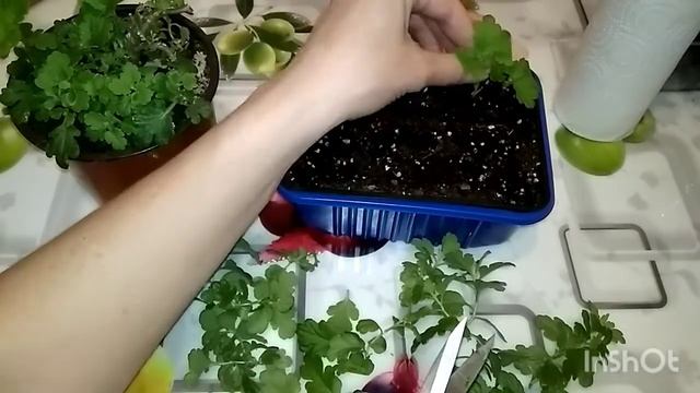 В очередной раз черенкую хризантему мультифлору.