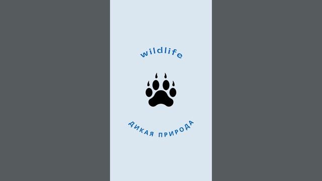 Видео к учебнику Spotlight 4 A walk in the wild! Animals need our help! смотреть онлайн
