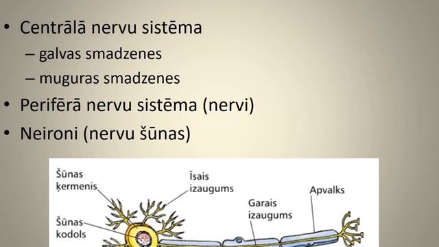 Organisma regulācijas veidi. Refleksa loks. смотреть онлайн