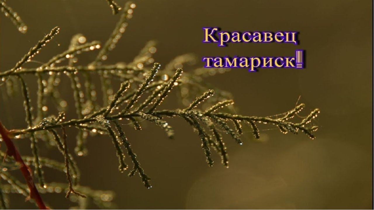 ТАМАРИСК КРАСИВЫЙ ЦВЕТУЩИЙ КУСТАРНИК ДЛЯ ВАШЕГО САДА! смотреть онлайн