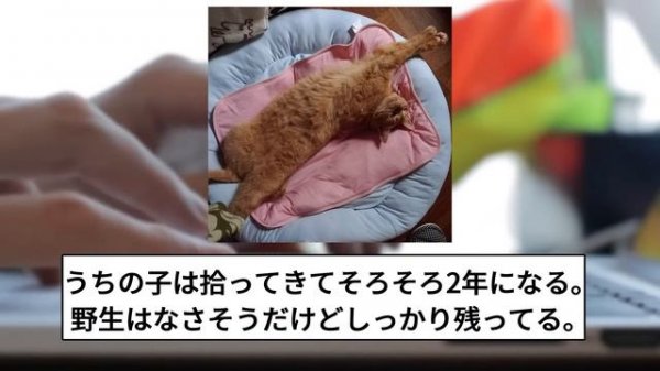 【ほっこり】野良猫を監禁してやったwww【2ch面白いスレ】