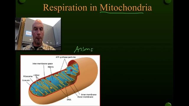 Photosynthesis & Respiration смотреть онлайн