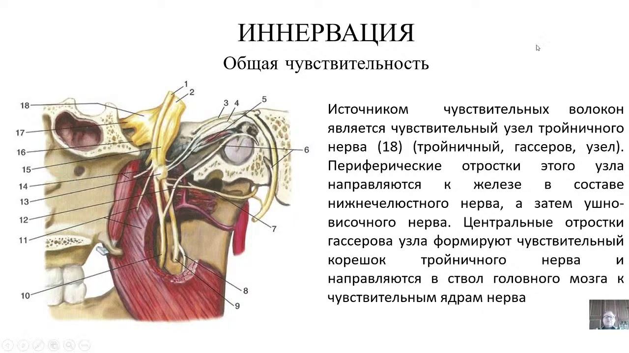 Кровоснабжение венозный лимфатический отток иннервация сомы и внутренностей 12 12 2020 смотреть онлайн