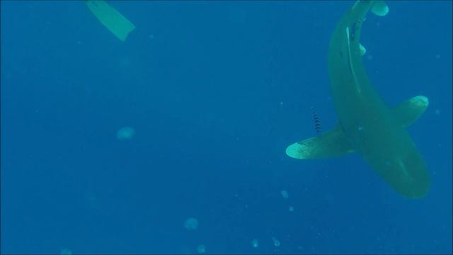 Scuba diving with Longimanus - Elphinstone - Marsa Alam - 2022/08 смотреть онлайн