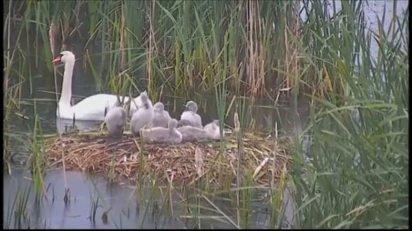 Лебеди. Swans.