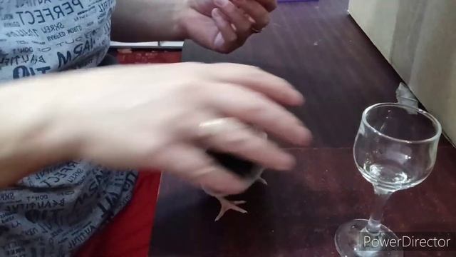 Цыплята и тривитамин. смотреть онлайн