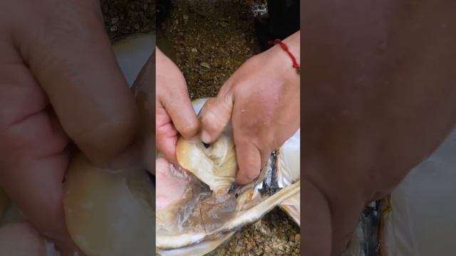 😱Freshwater giant clams, precious and charming pearls смотреть онлайн
