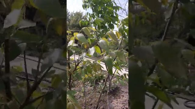 Скороплодный орех 05.05.18 смотреть онлайн