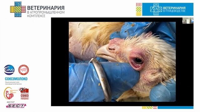 Orlov S. A. Industrial poultry farming - present and future. Elanko - solution of problems... смотреть онлайн