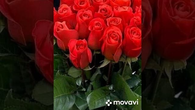МУДРЫЕ МЫСЛИ,ЦИТАТЫ И АФОРИЗМЫ| КРАСИВЫЕ ЦВЕТЫ| СБОРНИК ЛУЧШЕГО смотреть онлайн