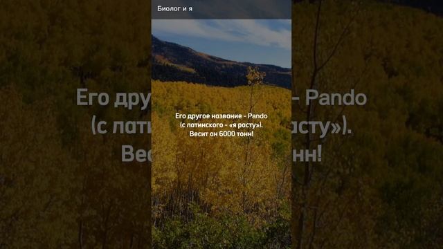 Какой самый тяжёлый организм в мире? #биология смотреть онлайн