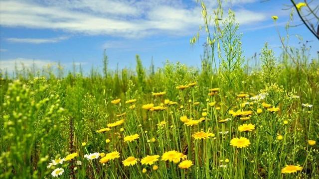 948. 🎼. Ядвига Поплавская и Александр Тиханович - «Господь Благословил» смотреть онлайн