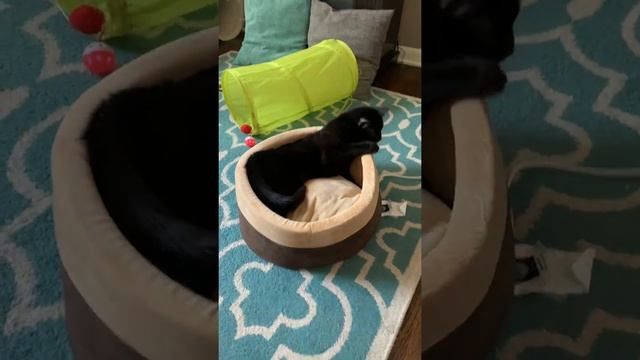 Cute Cat With Cerebellar Hypoplasia Is Really Loving His New Heated Bed!